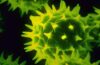 Virus