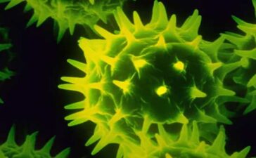 Virus